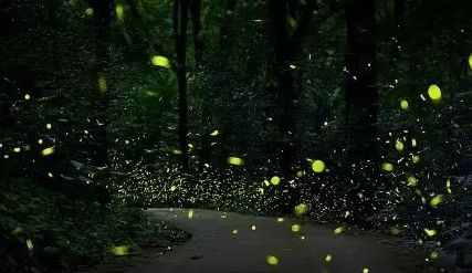 西雙版納研學旅行社