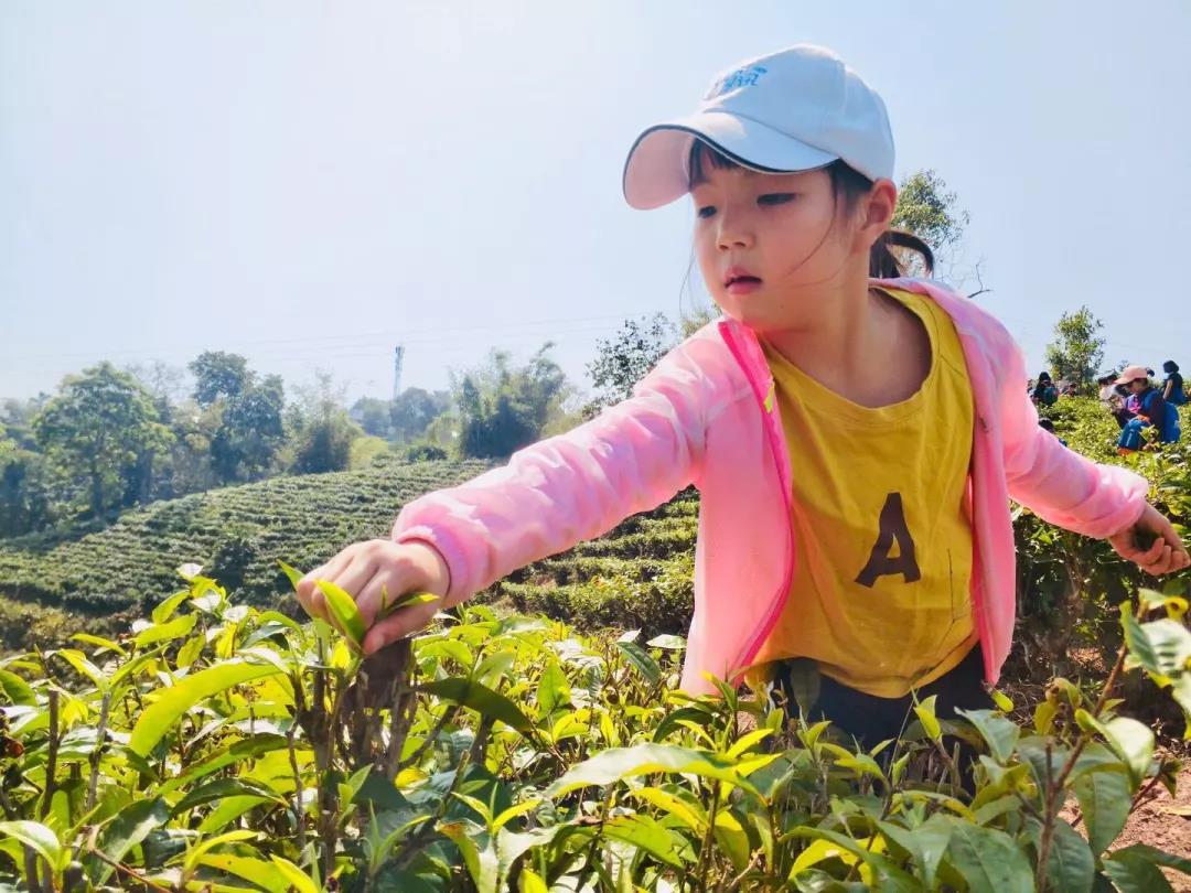 采茶制茶體驗