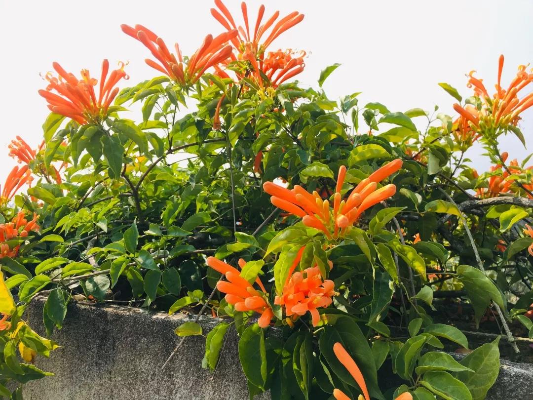 西雙版納研學(xué)夏令營(yíng)