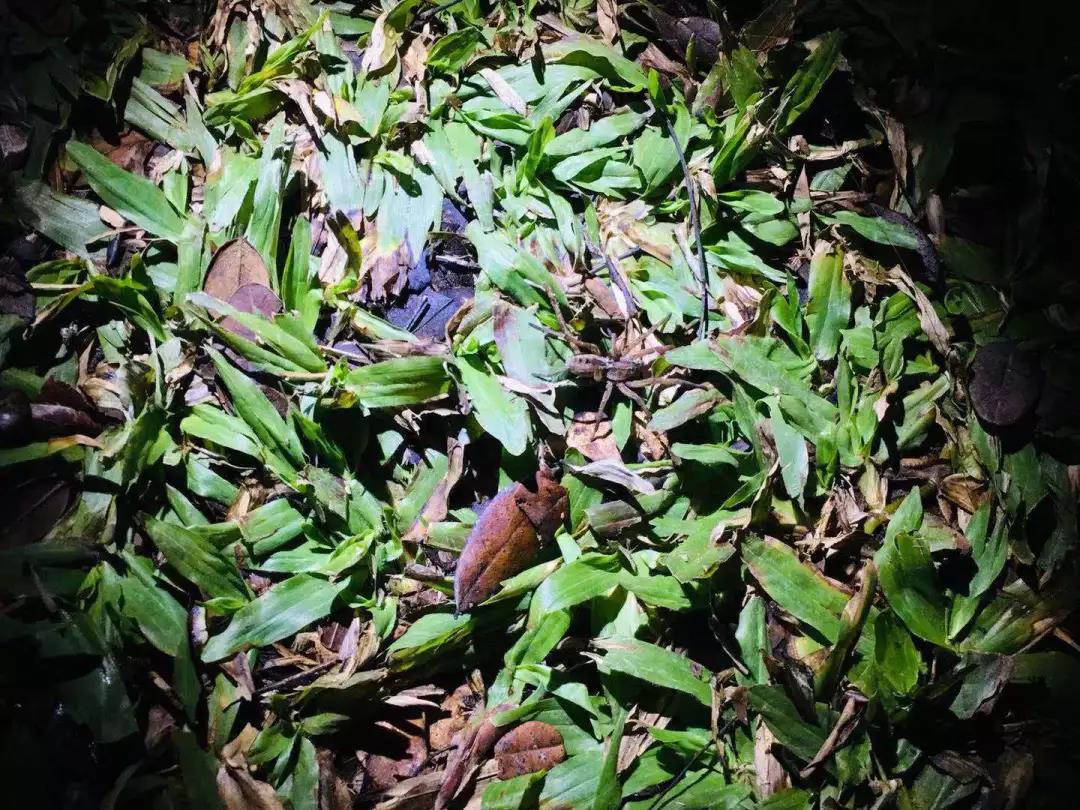 西雙版納研學(xué)夏令營(yíng)