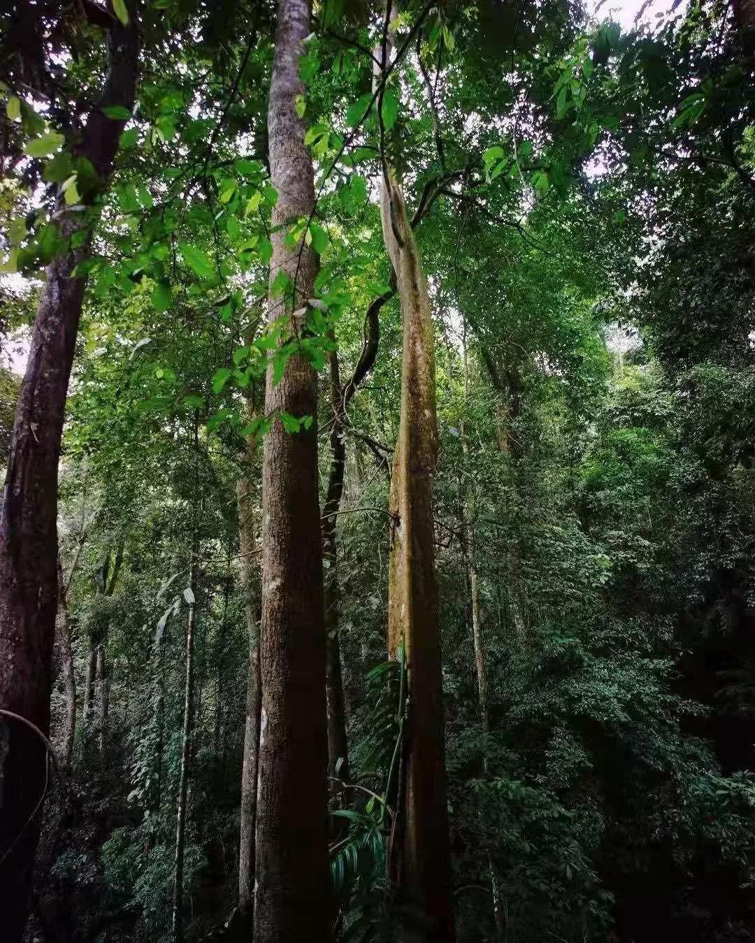 西雙版納