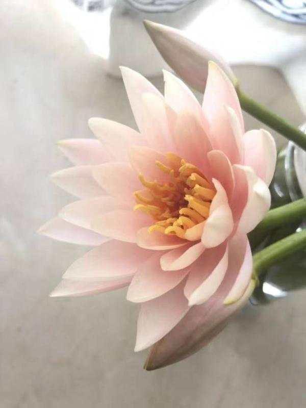 西雙版納
