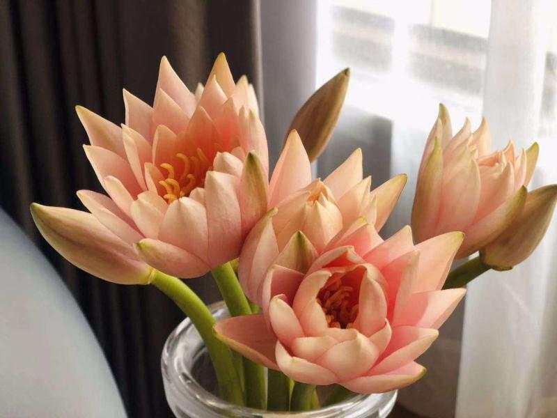 西雙版納