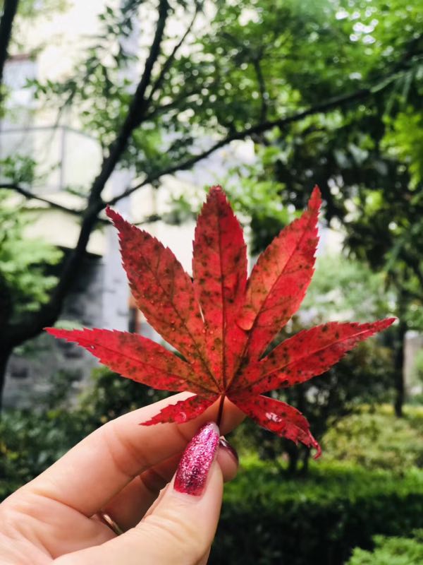 西雙版納
