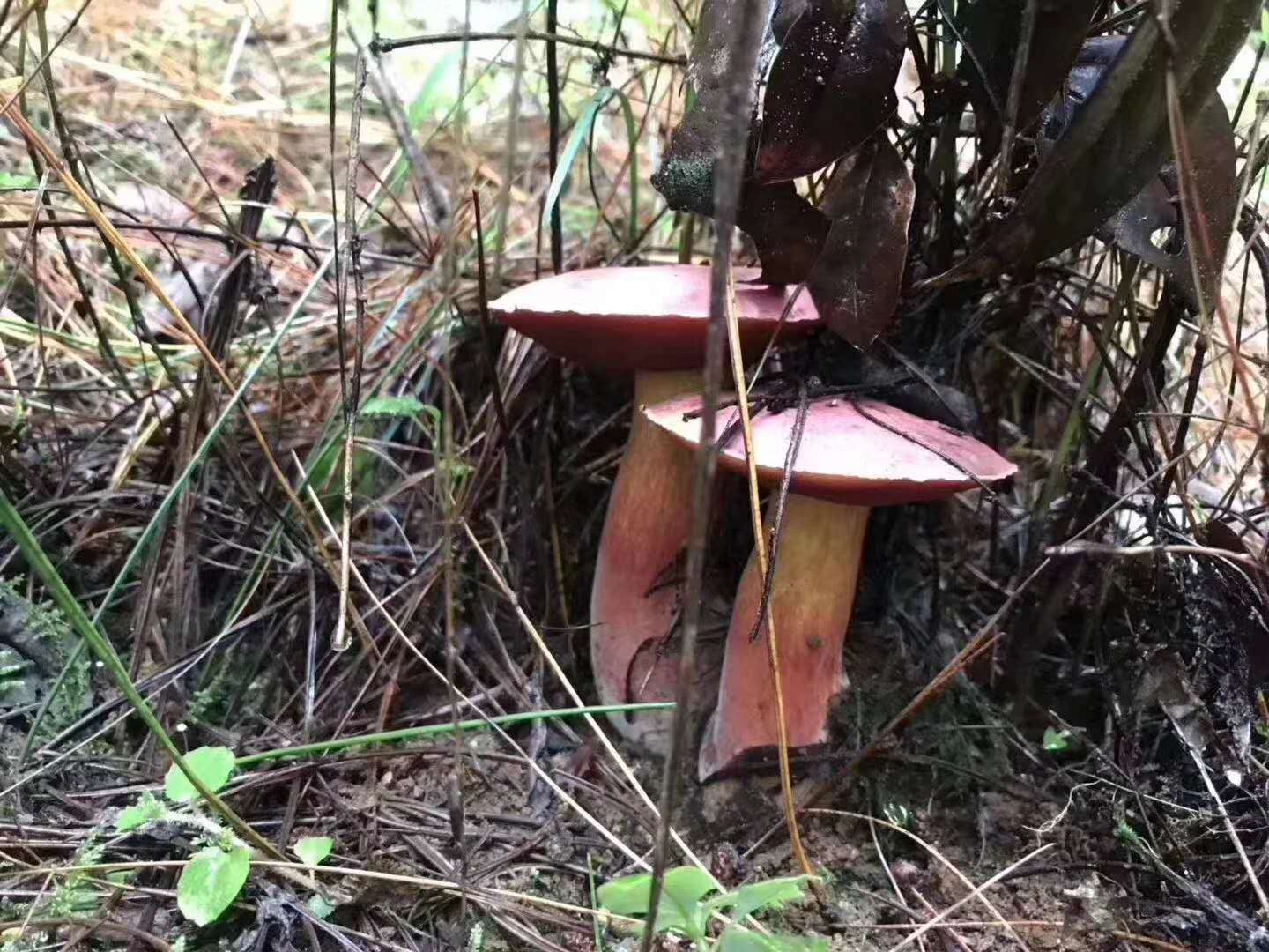 西雙版納