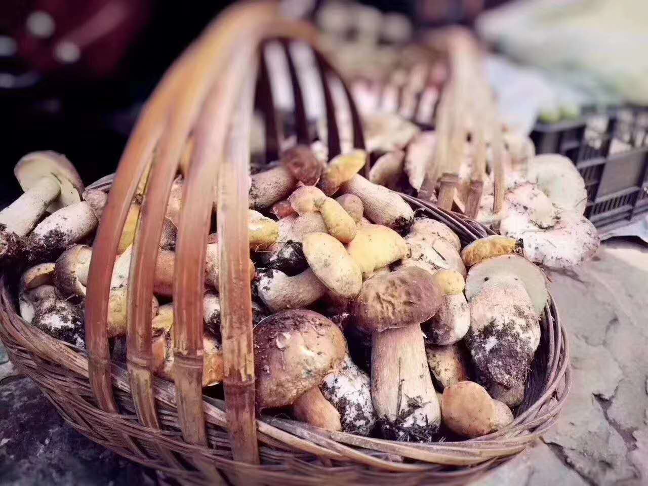 西雙版納