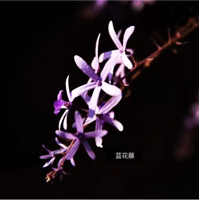西雙版納