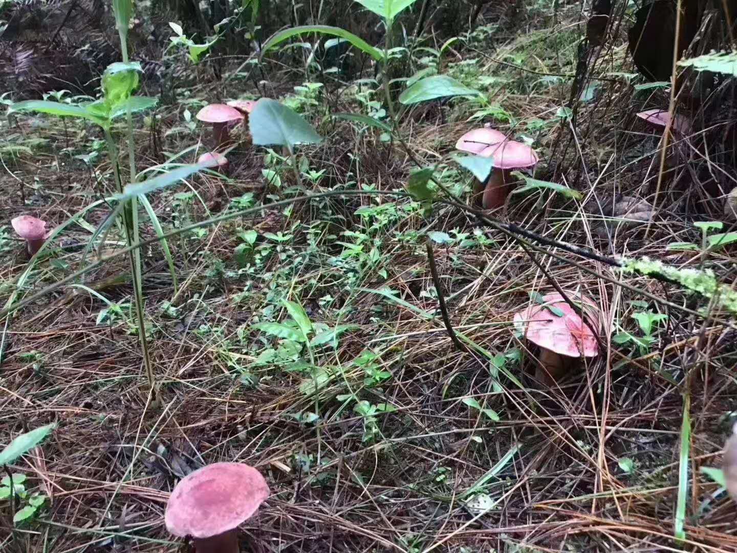 西雙版納