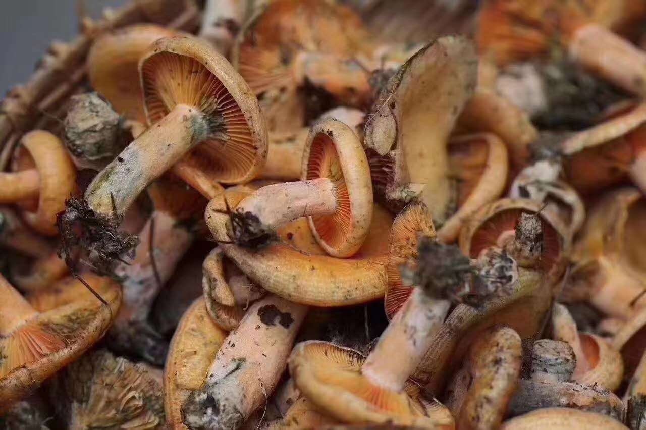 西雙版納
