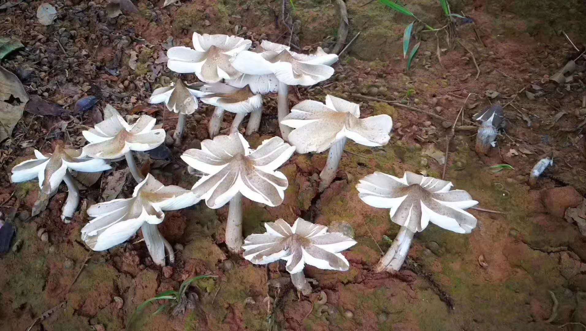 西雙版納