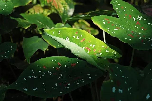 西雙版納
