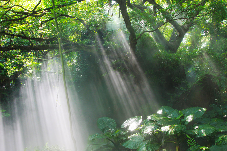 西雙版納熱帶雨林穿越拓展訓練主題團建