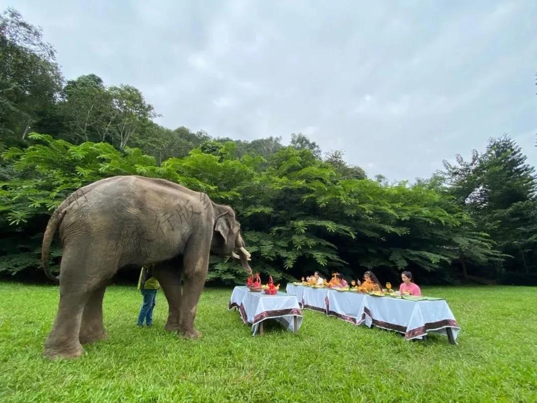 西雙版納象餐
