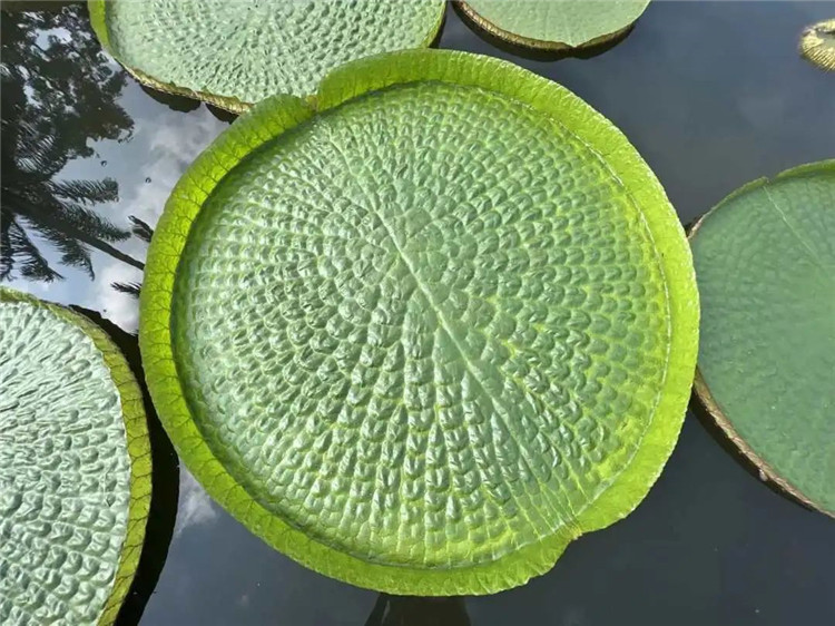 西雙版納旅游