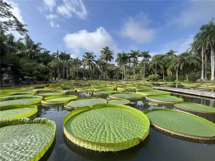 西雙版納旅游