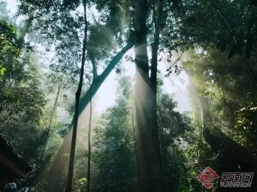 西雙版納旅游