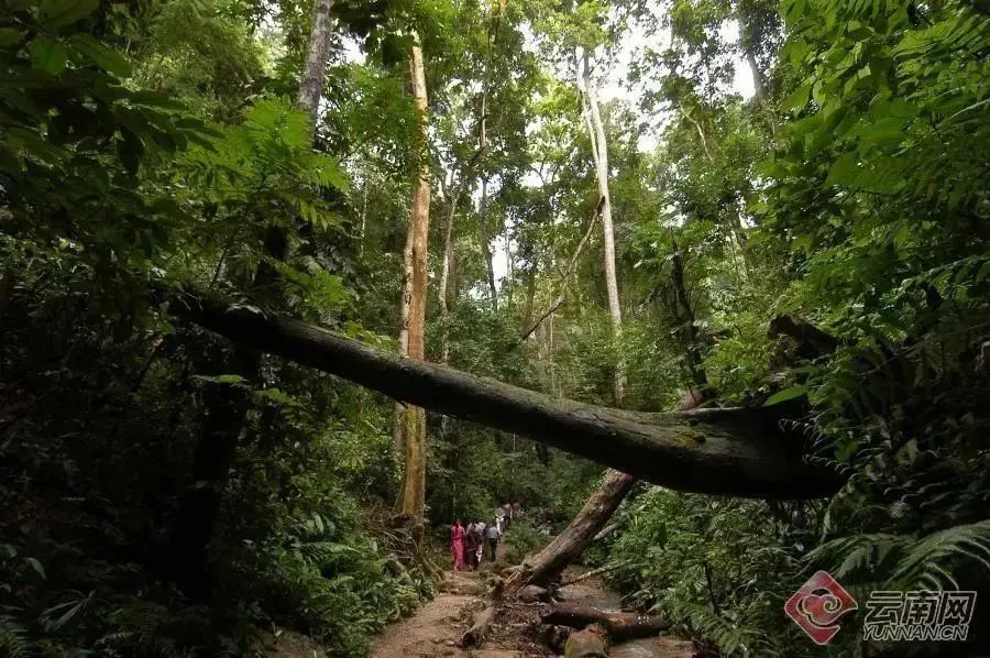 西雙版納旅游