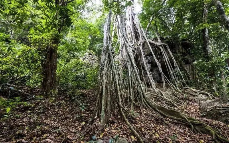 西雙版納研學