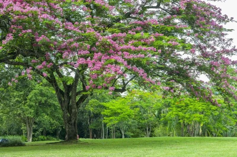 西雙版納旅游
